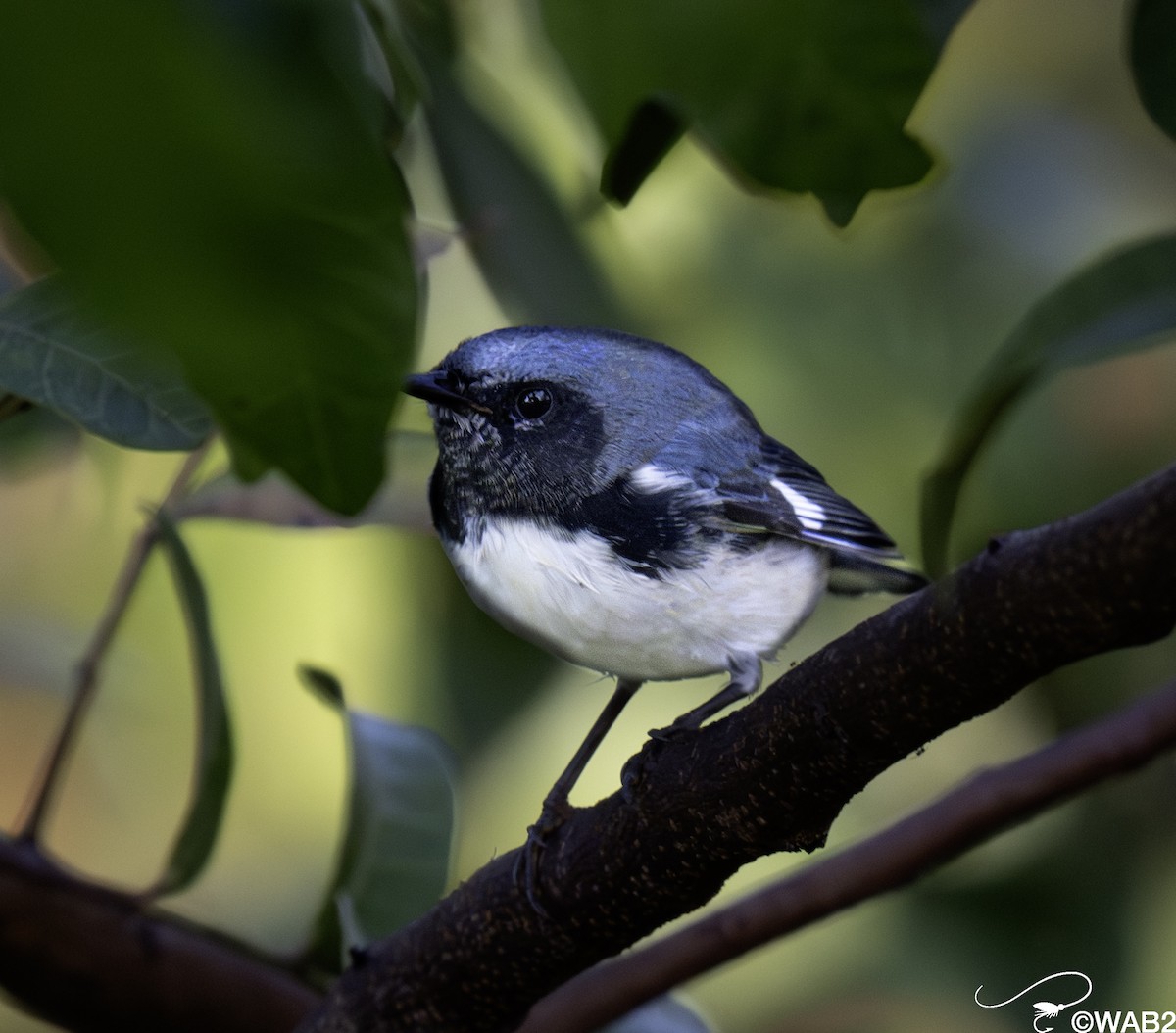Black-throated Blue Warbler - ML644880240