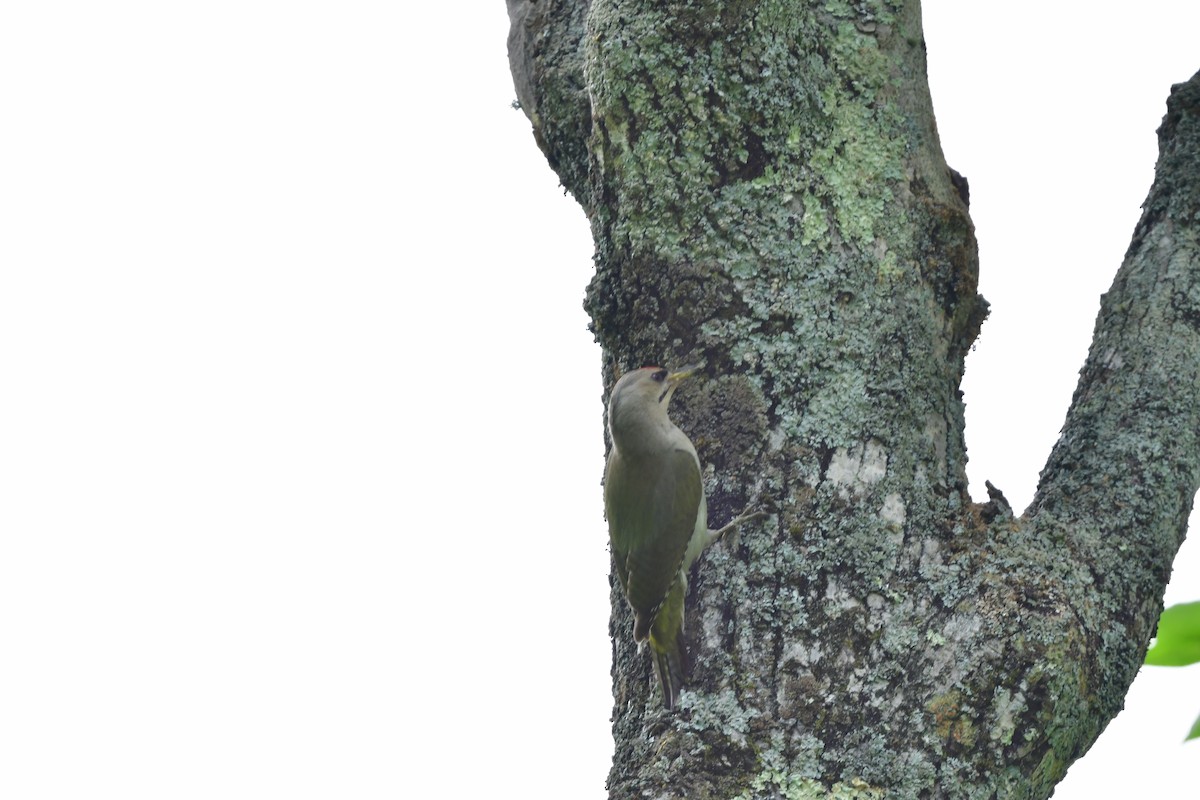 Pic cendré - ML644880251