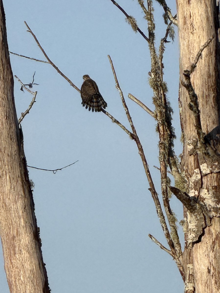 Cooper's Hawk - ML644880258
