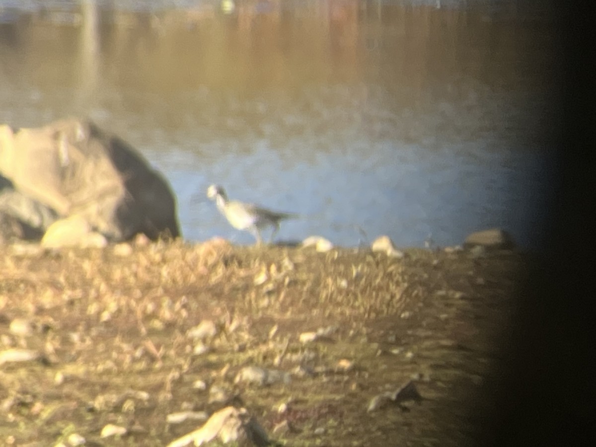 Greater Yellowlegs - ML644880263