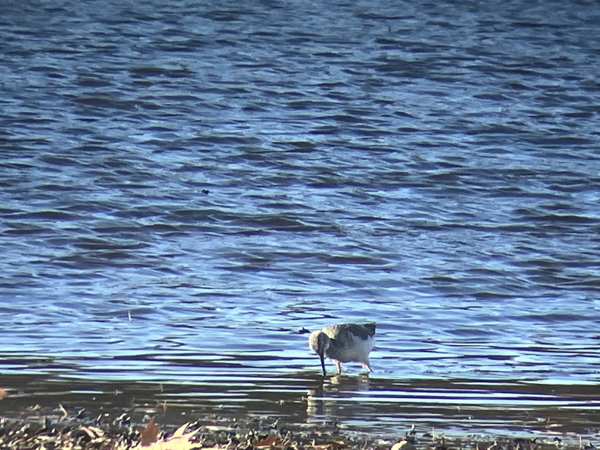 Greater Yellowlegs - ML644880266