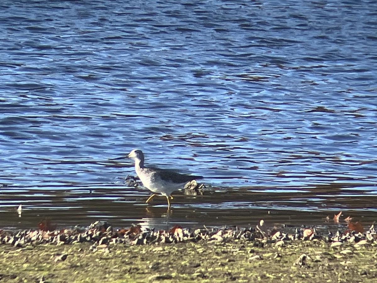 Greater Yellowlegs - ML644880267
