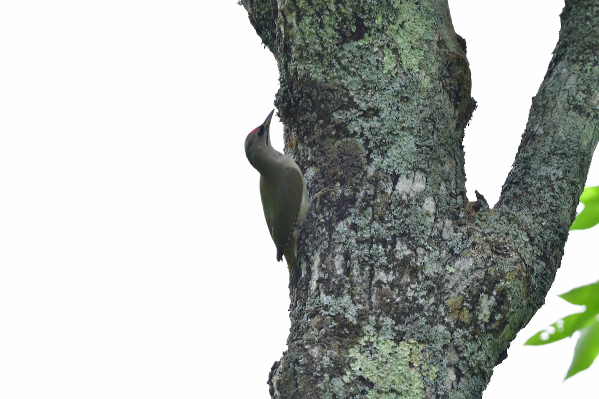 Pic cendré - ML644880279