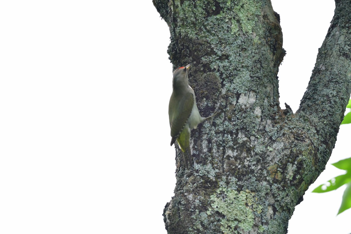 Pic cendré - ML644880280