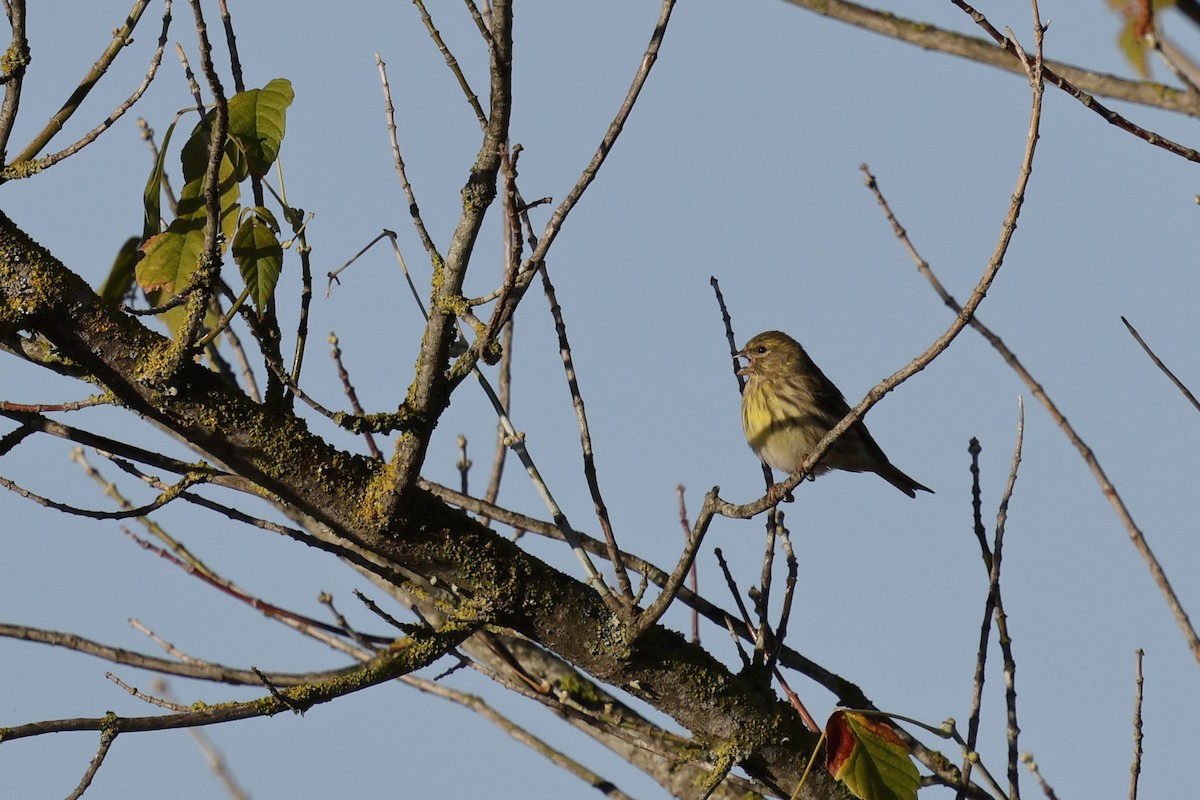 בזבוז אירופי - ML644880281