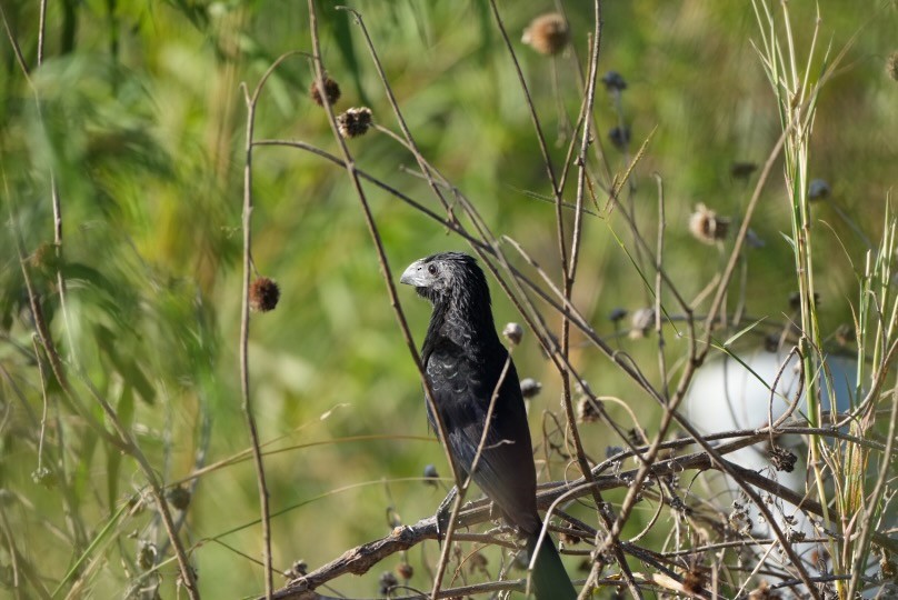 Groove-billed Ani - ML644880288