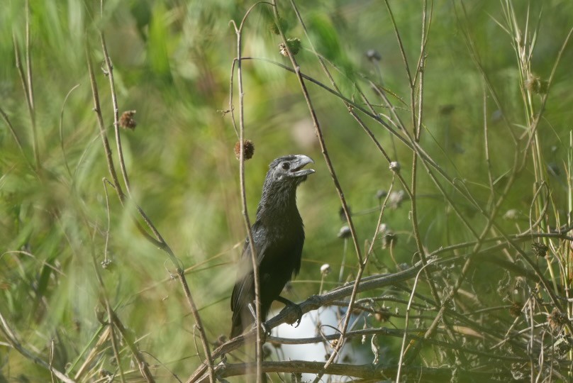 Groove-billed Ani - ML644880289