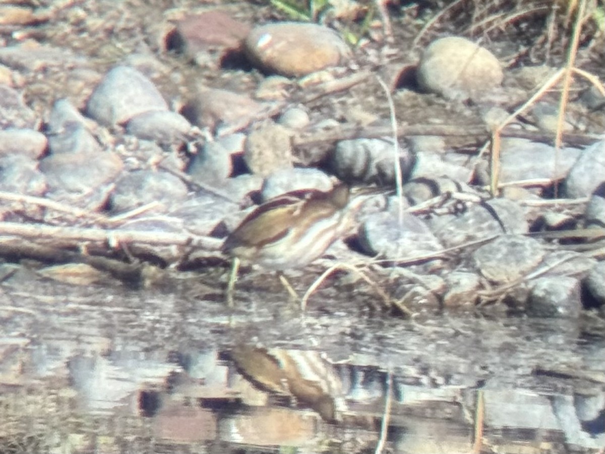 bukáček americký - ML644880291