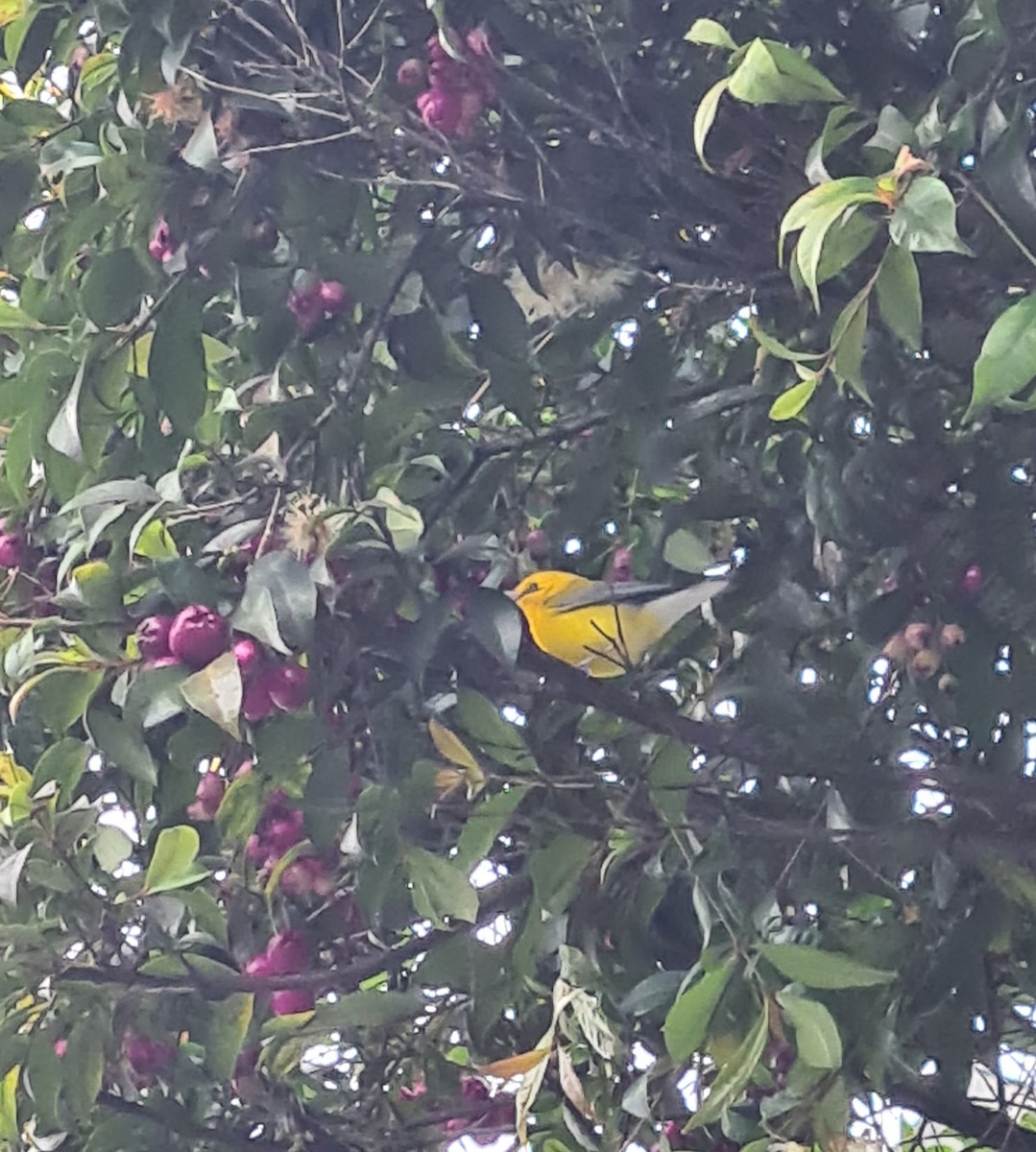 オウゴンアメリカムシクイ - ML644880297