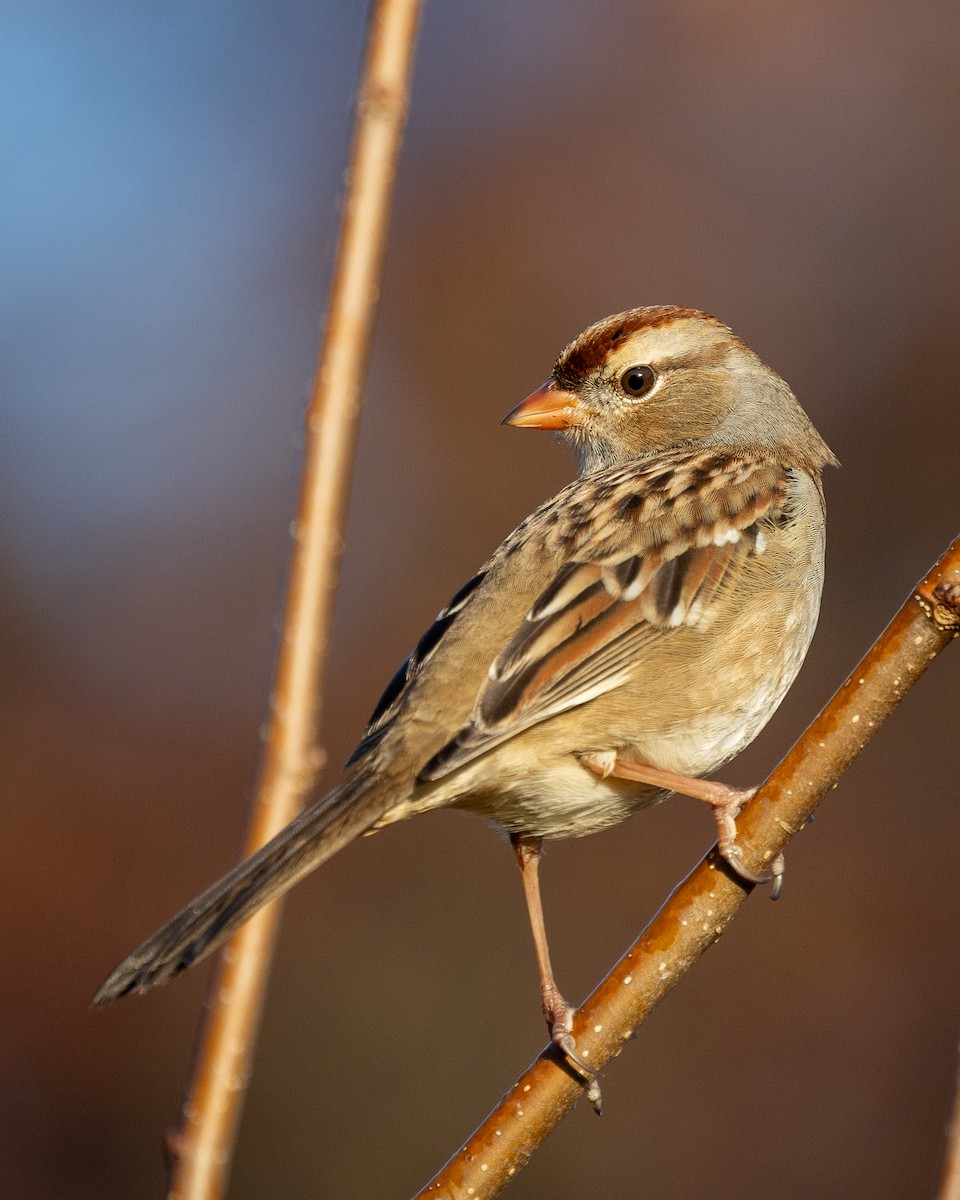 White-crowned Sparrow - ML644880305