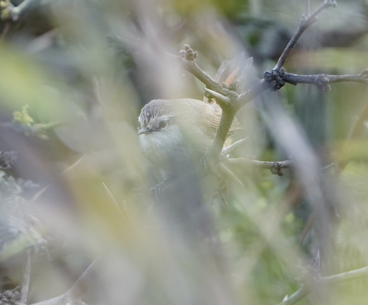 Necklaced Spinetail (La Libertad) - ML644880315