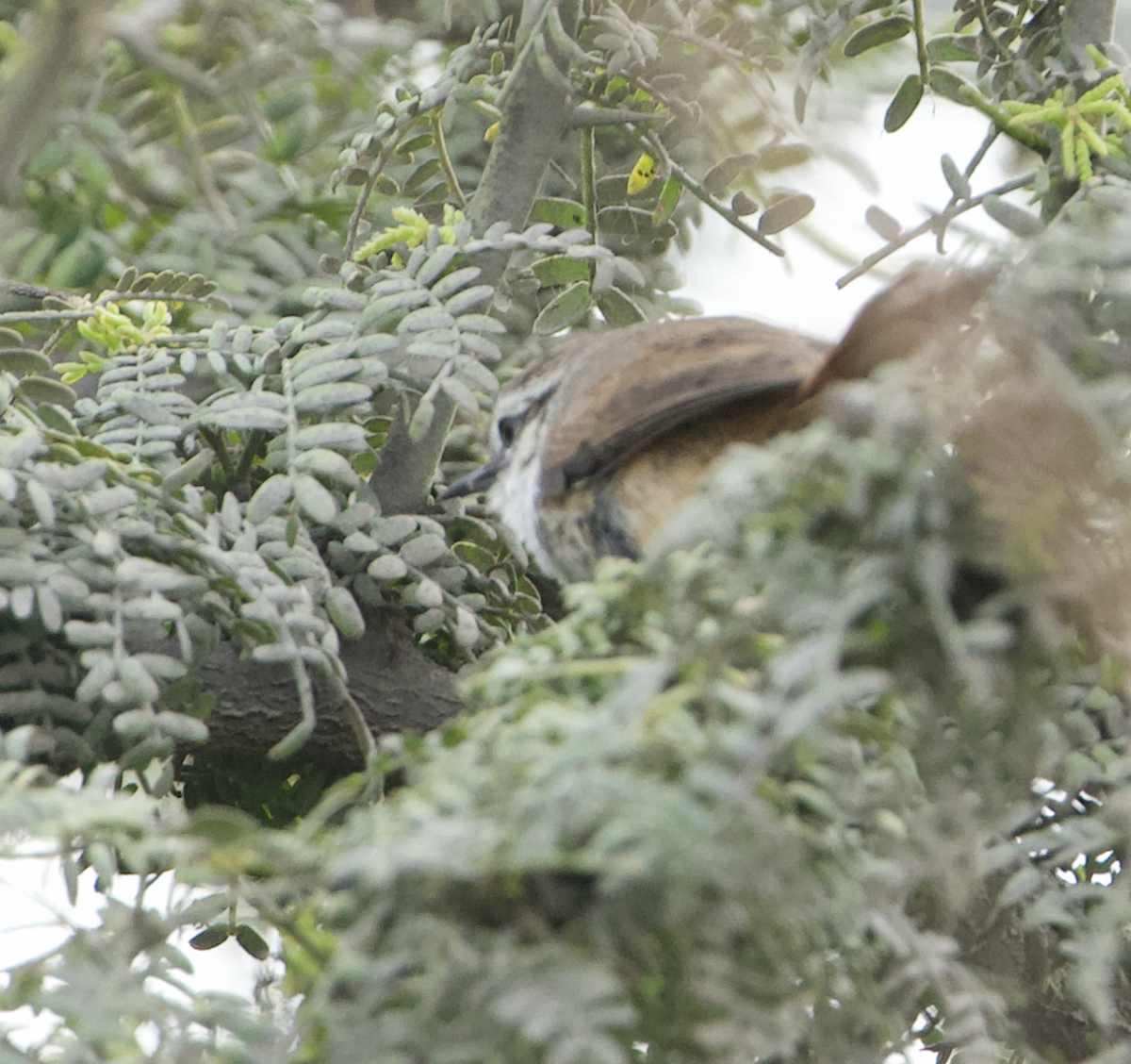 Necklaced Spinetail (La Libertad) - ML644880316