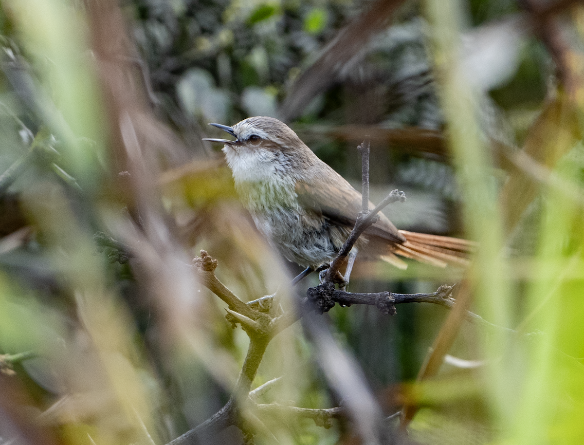 Necklaced Spinetail (La Libertad) - ML644880317