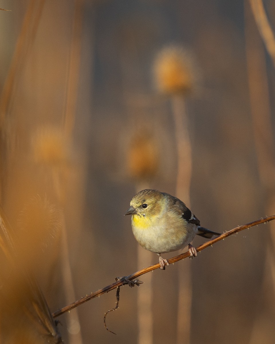 American Goldfinch - ML644880320