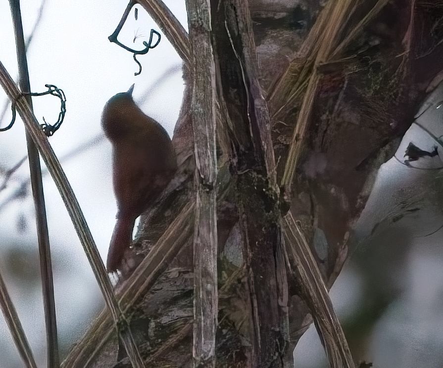 Olivaceous Woodcreeper - ML644880322