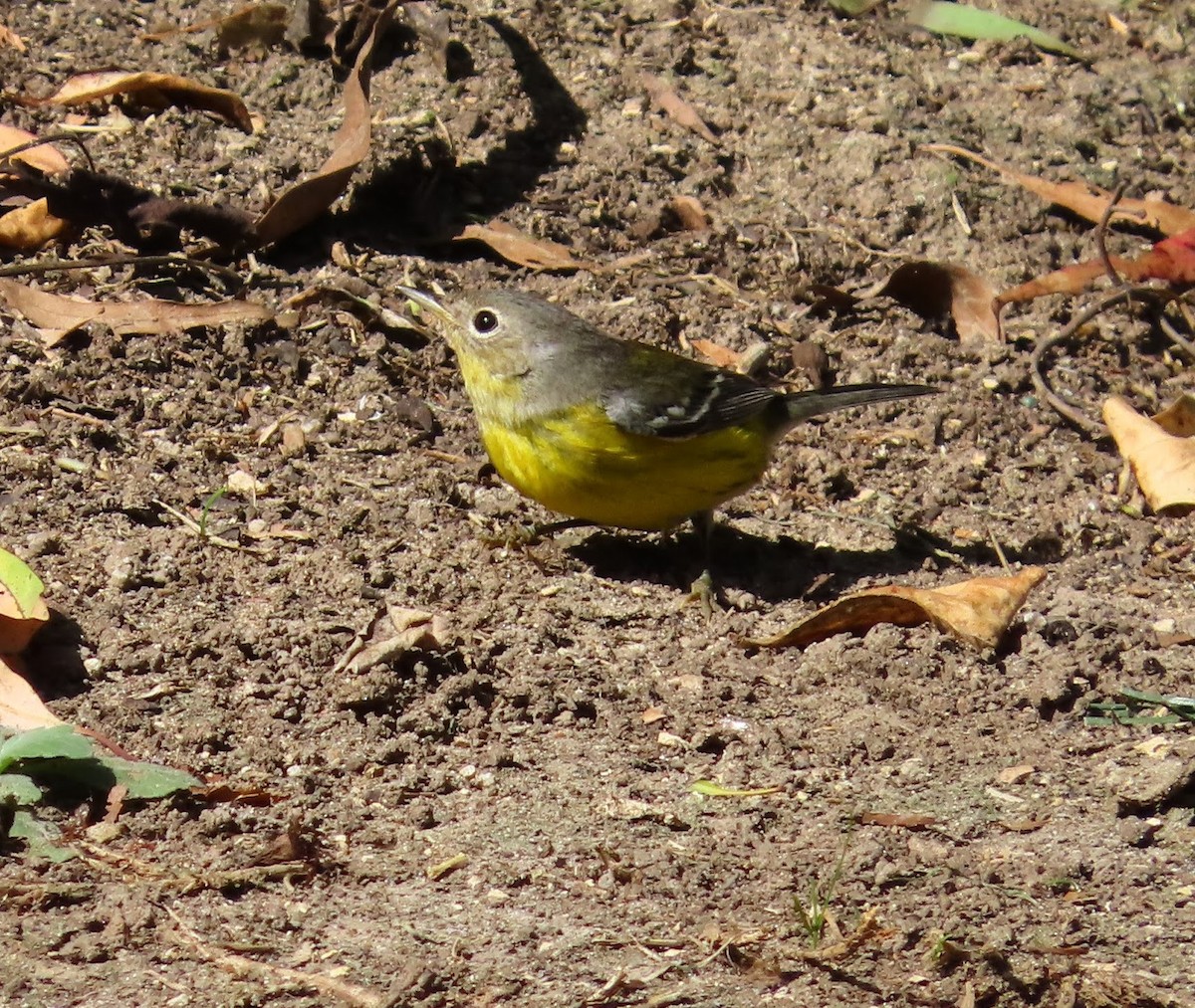 Magnolia Warbler - ML644880329