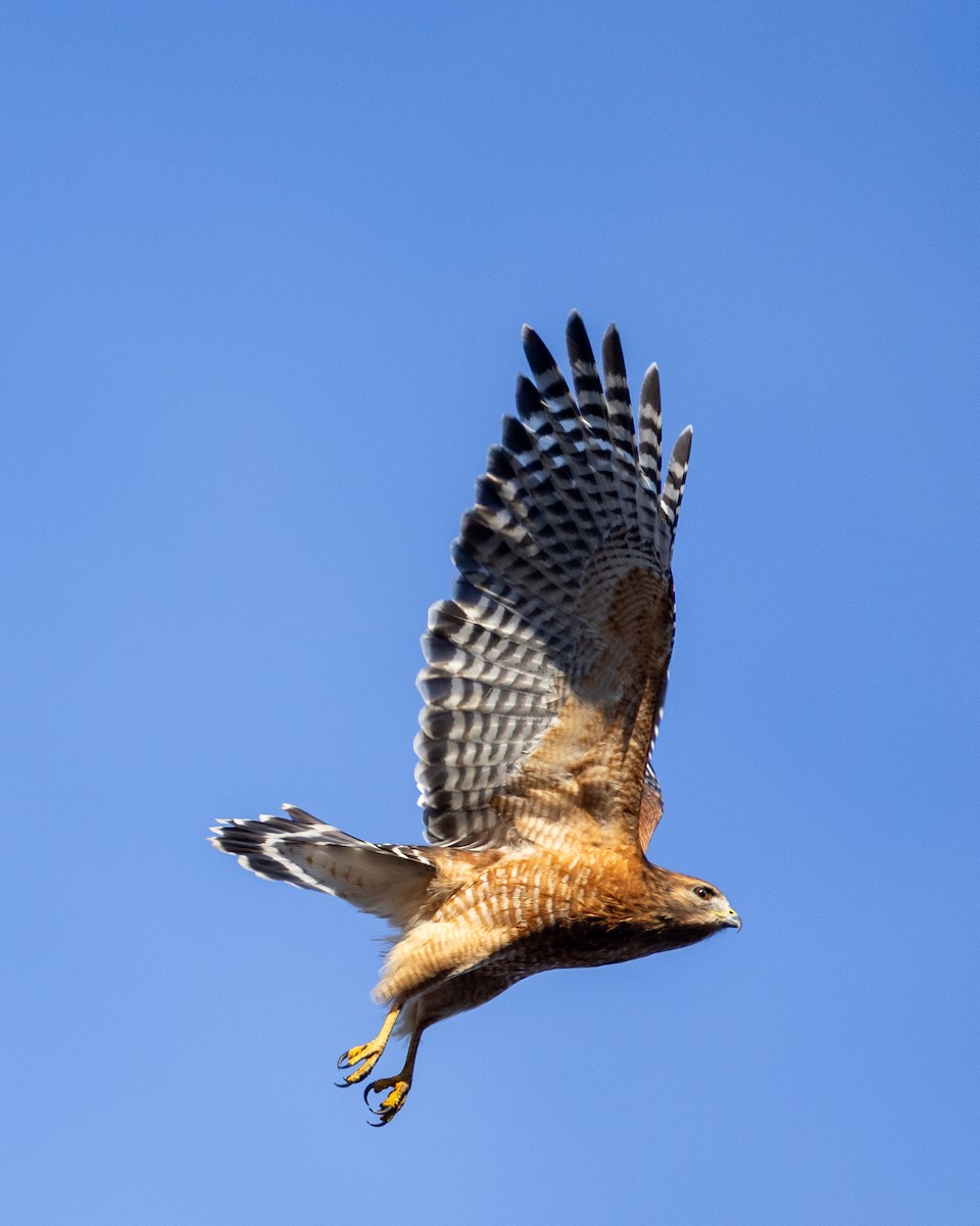 Red-shouldered Hawk - ML644880333