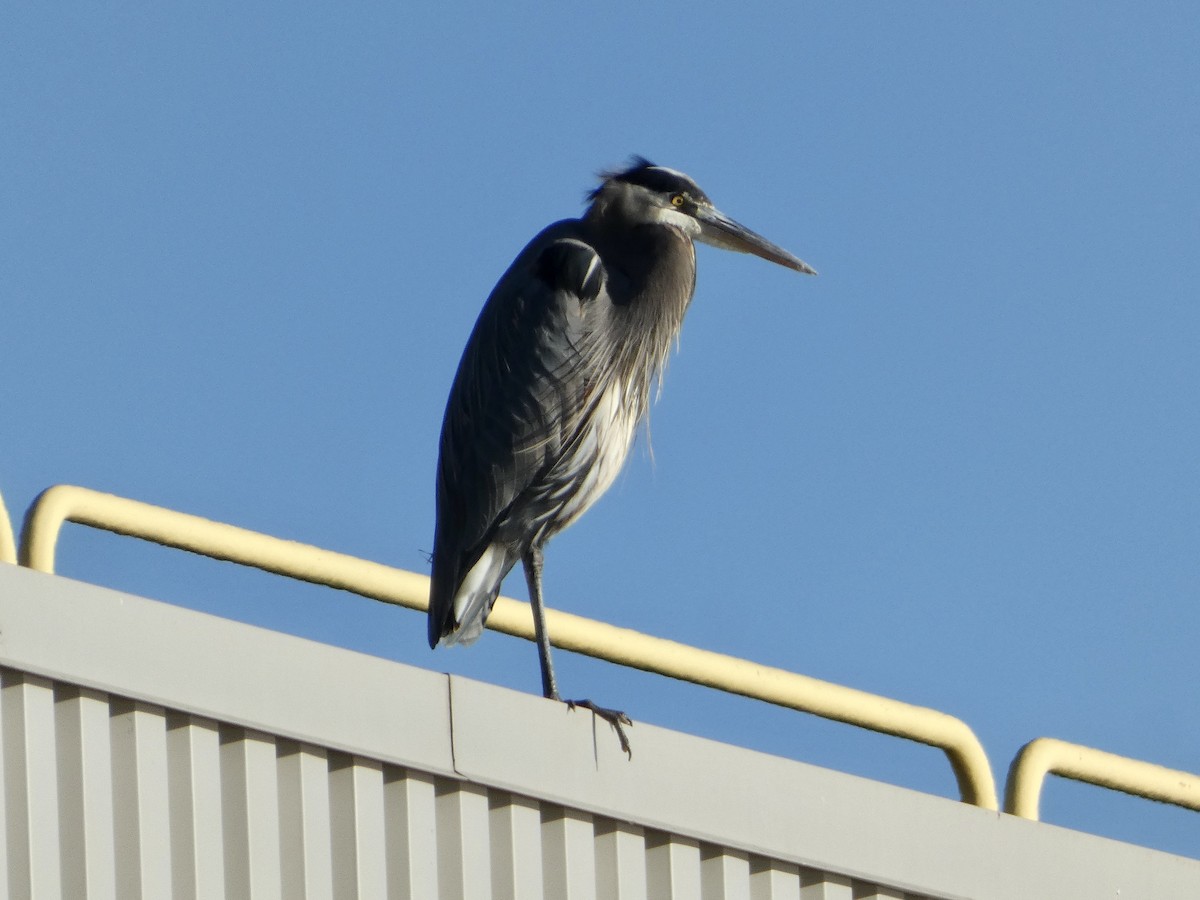 Great Blue Heron - ML644880349