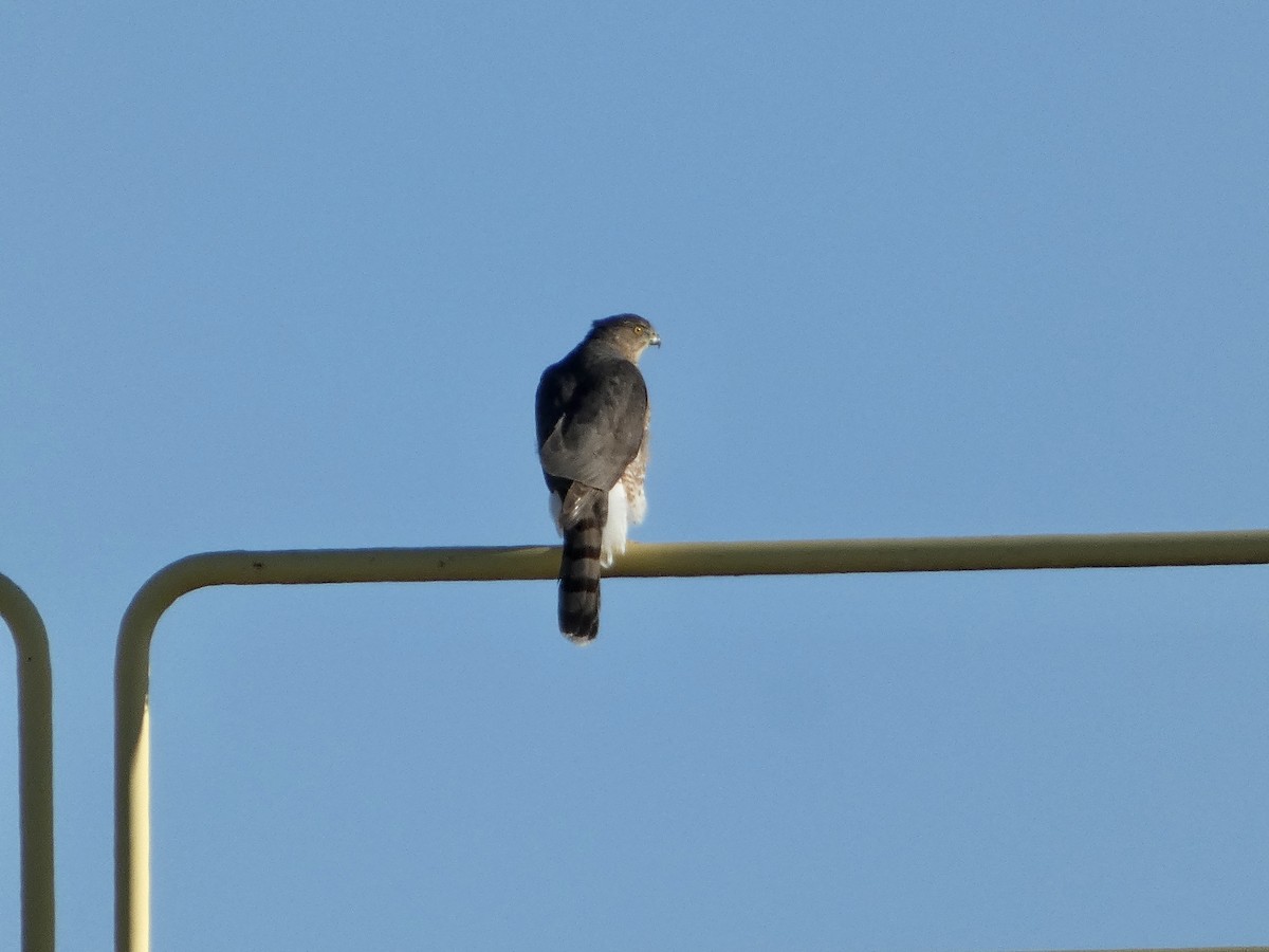 Cooper's Hawk - ML644880354
