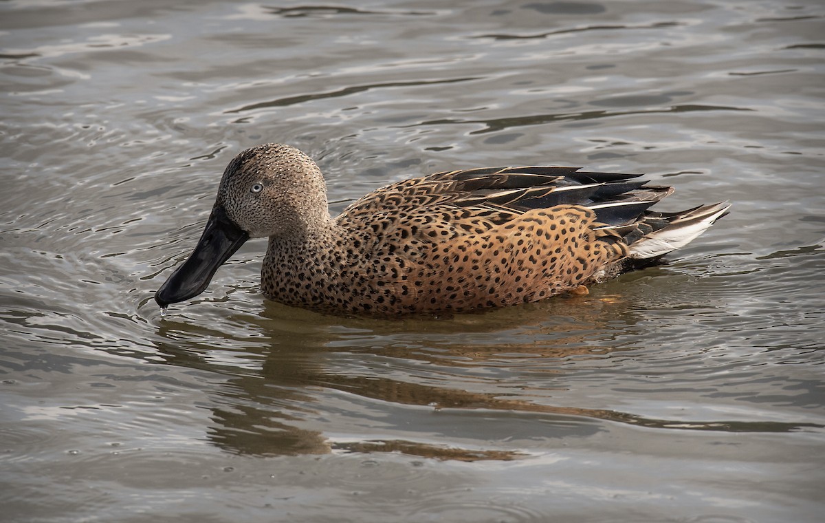 Red Shoveler - ML644880358