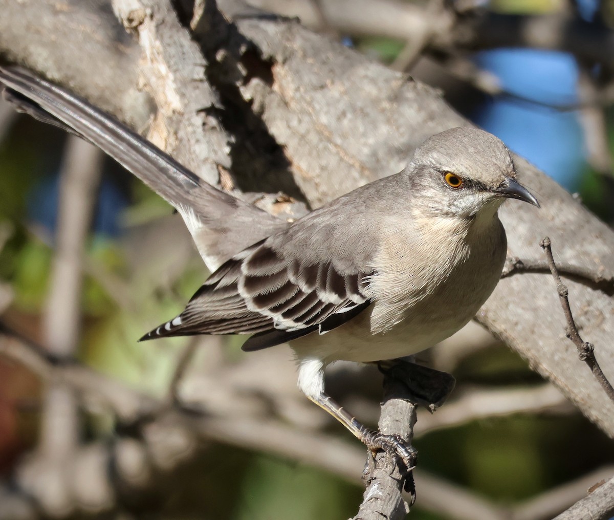 Northern Mockingbird - ML644880366