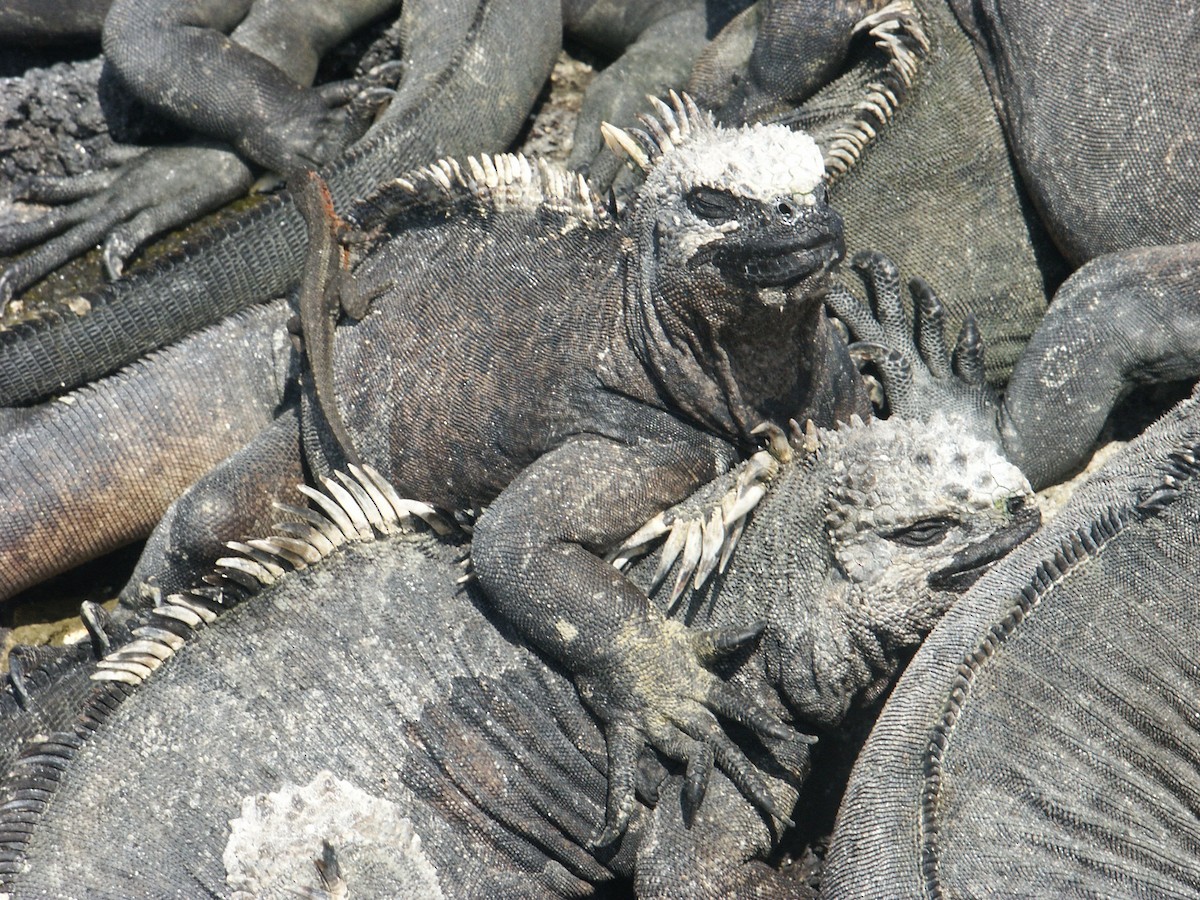 Fernandina Marine Iguana - ML644880377