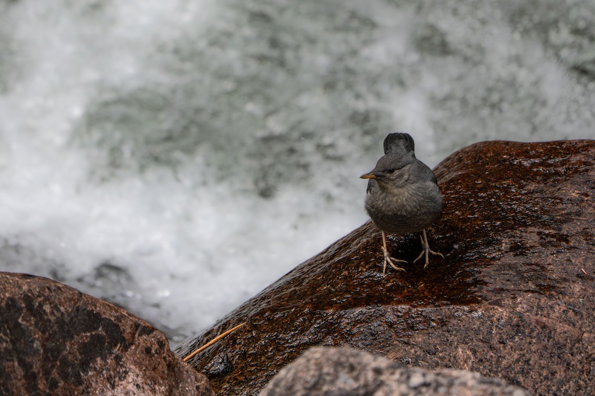 Ur-zozo iparramerikarra - ML644880387