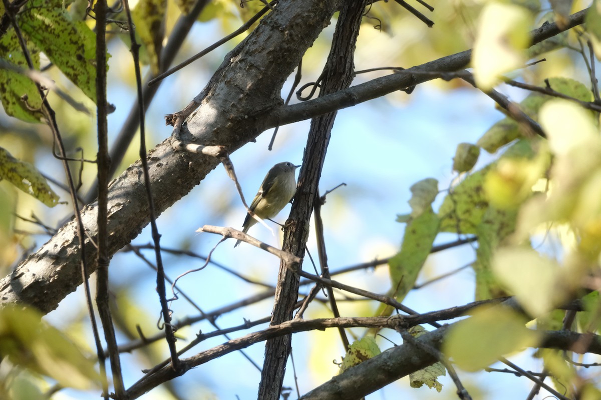 králíček americký - ML644880388