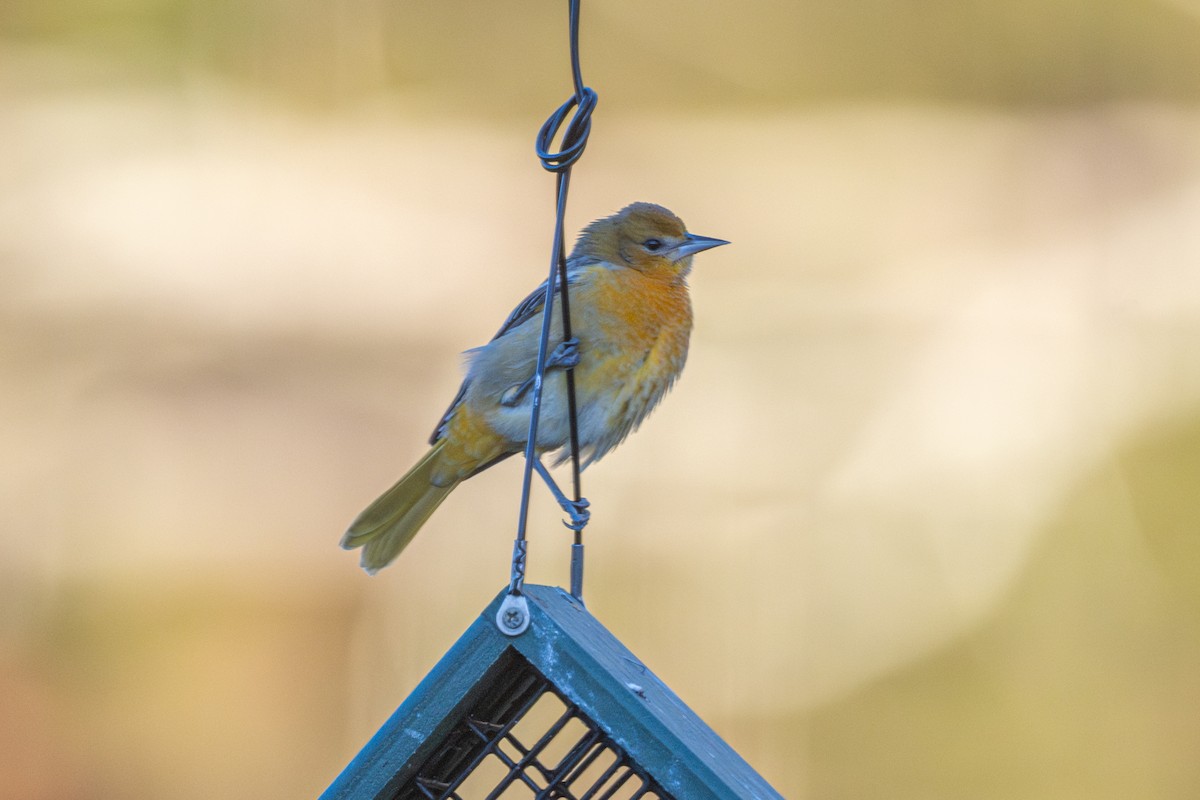 Baltimore Oriole - ML644880393