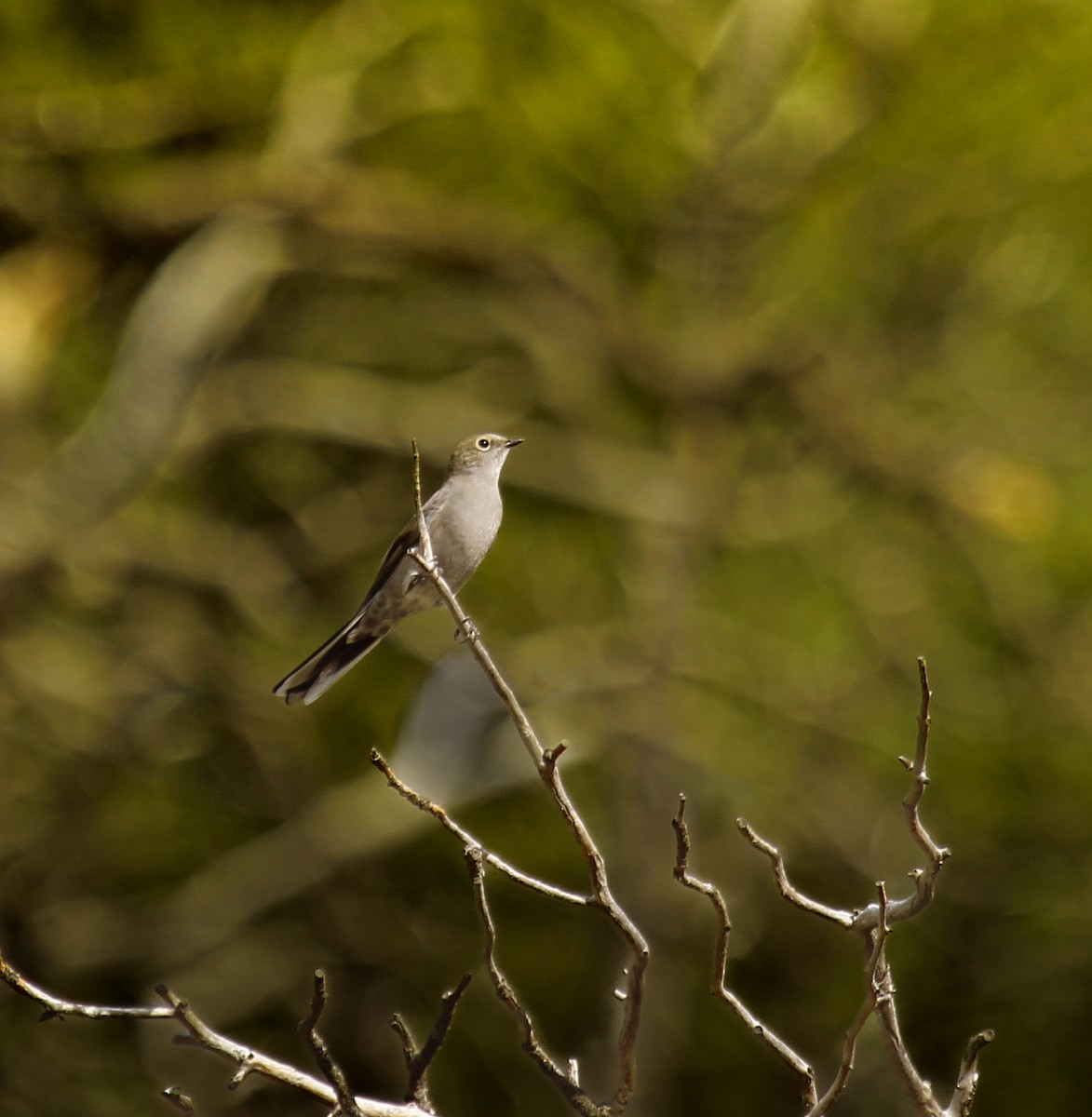 Townsend's Solitaire - ML644880398