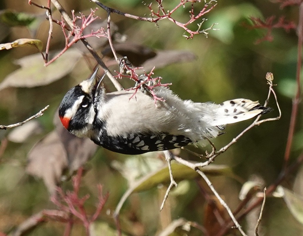 Dunenspecht - ML644880401