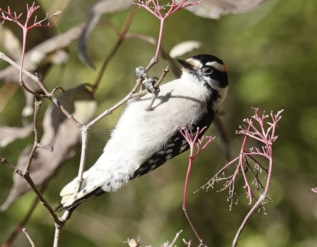 Dunenspecht - ML644880402