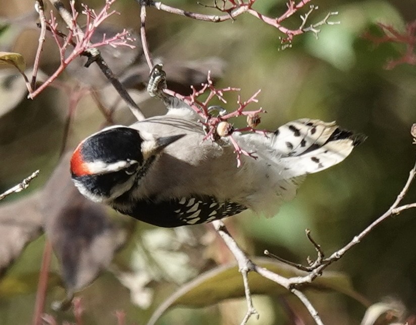 Dunenspecht - ML644880403