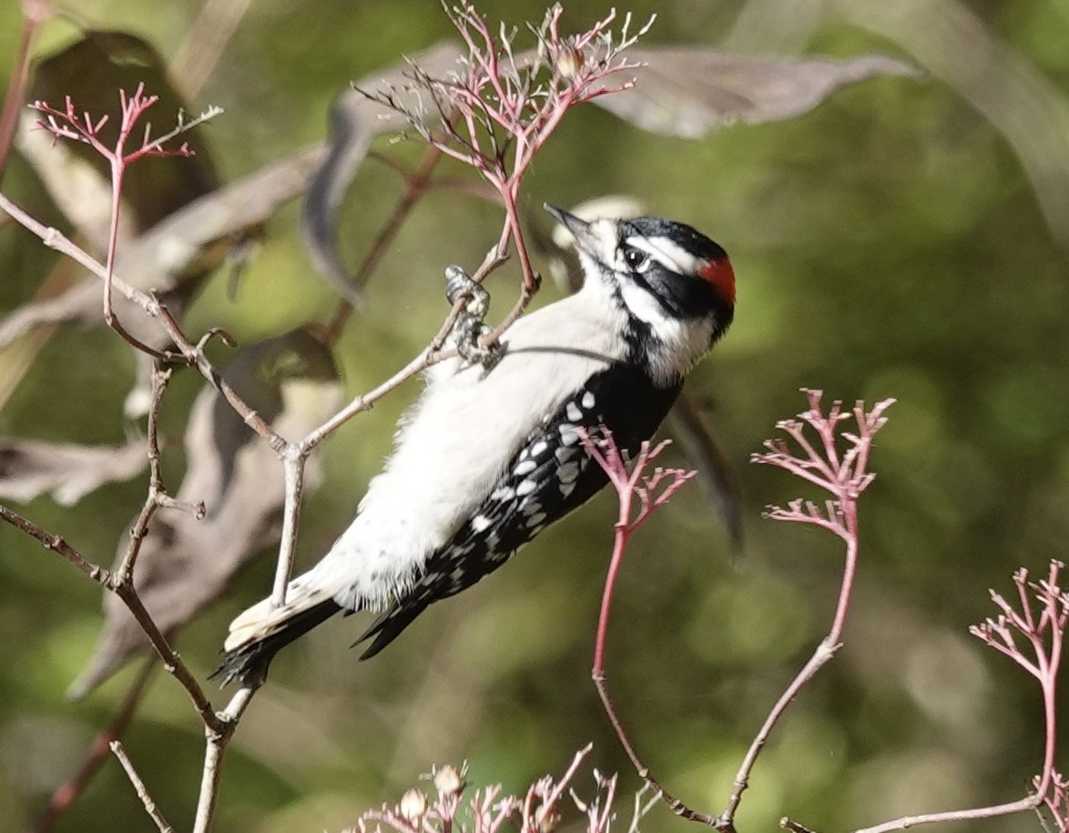 Dunenspecht - ML644880404