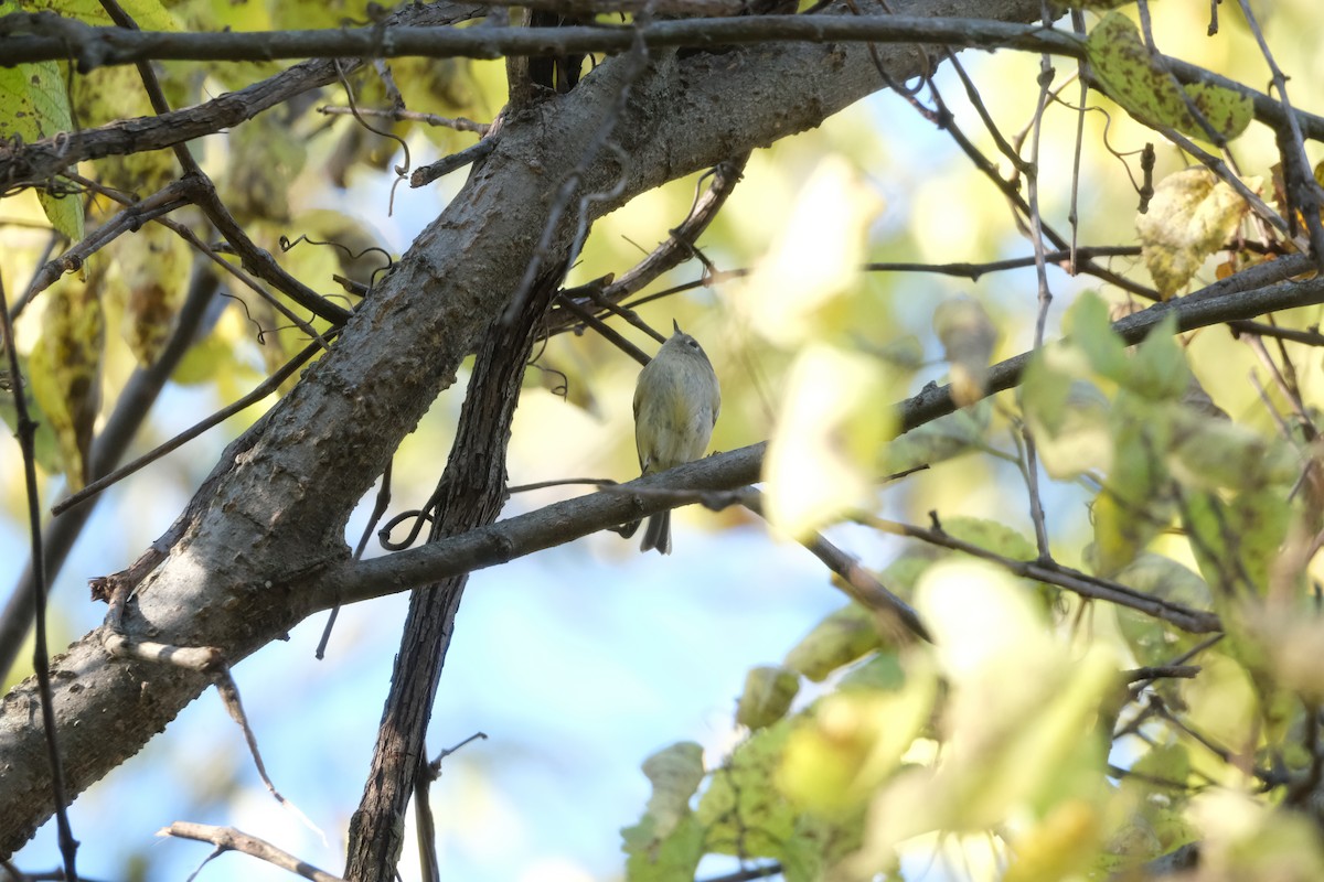 králíček americký - ML644880426