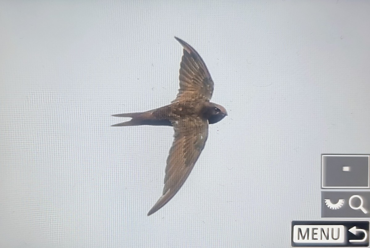 Common Swift - ML644880440