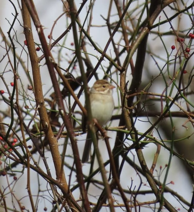 Clay-colored Sparrow - ML644880453
