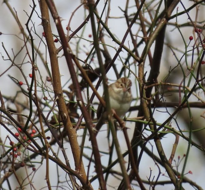 Clay-colored Sparrow - ML644880454
