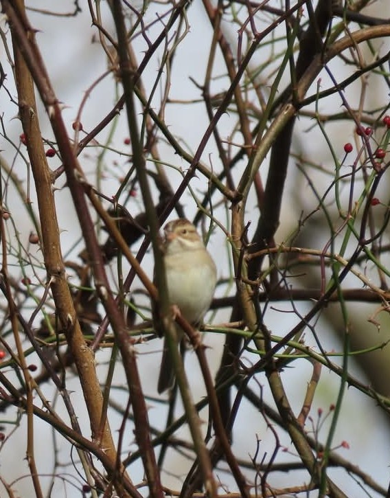 Clay-colored Sparrow - ML644880455
