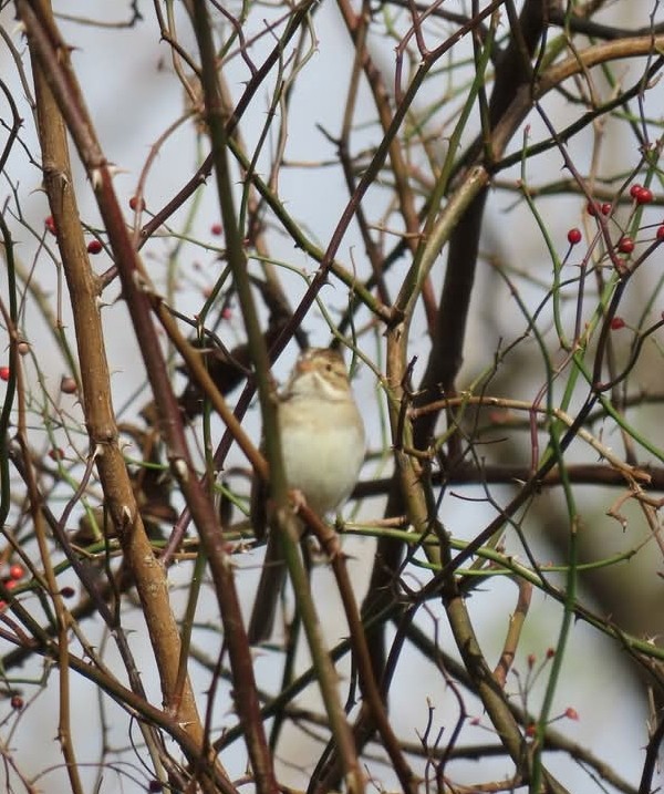 Clay-colored Sparrow - ML644880456