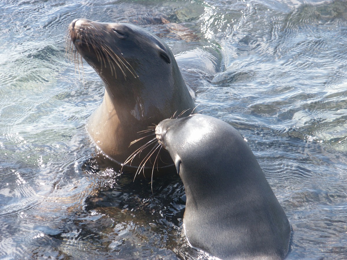 ガラパゴスオットセイ - ML644880458