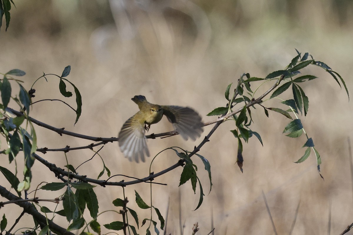 Common Chiffchaff - ML644880459