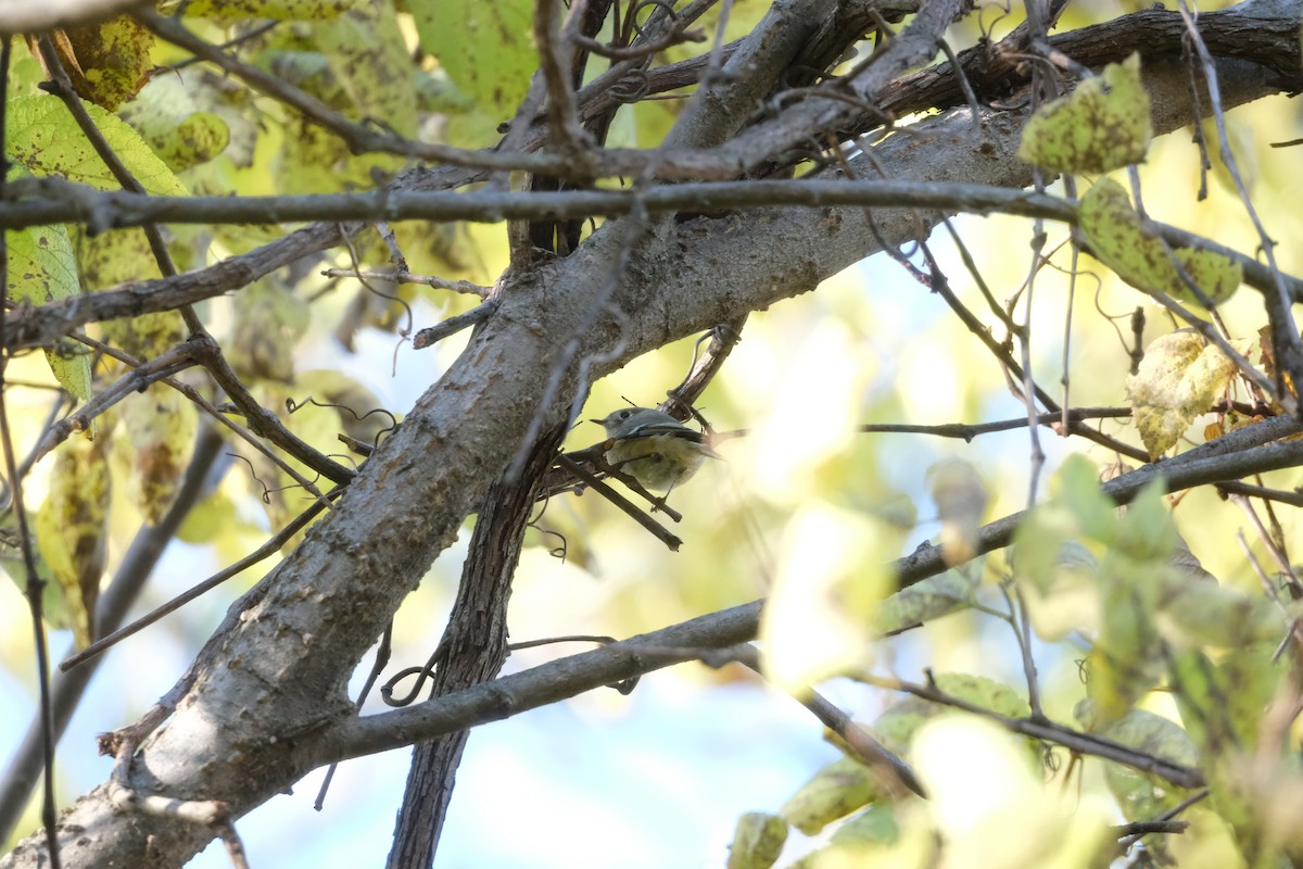 králíček americký - ML644880468