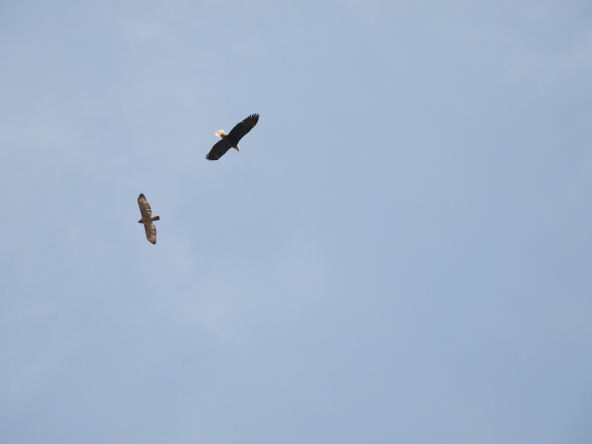 hvithodehavørn - ML644880477