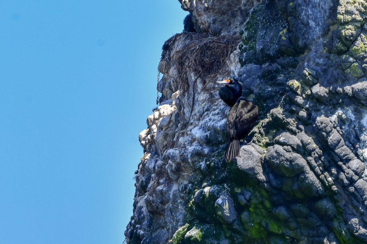 Red-faced Cormorant - ML644880509