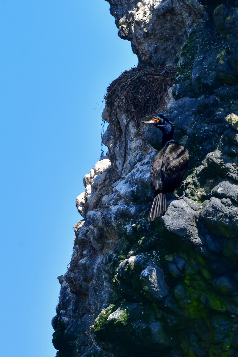 Red-faced Cormorant - ML644880510