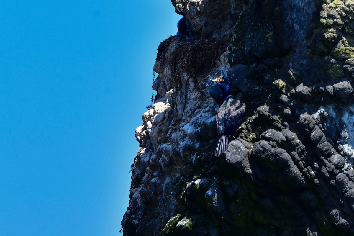 Red-faced Cormorant - ML644880511