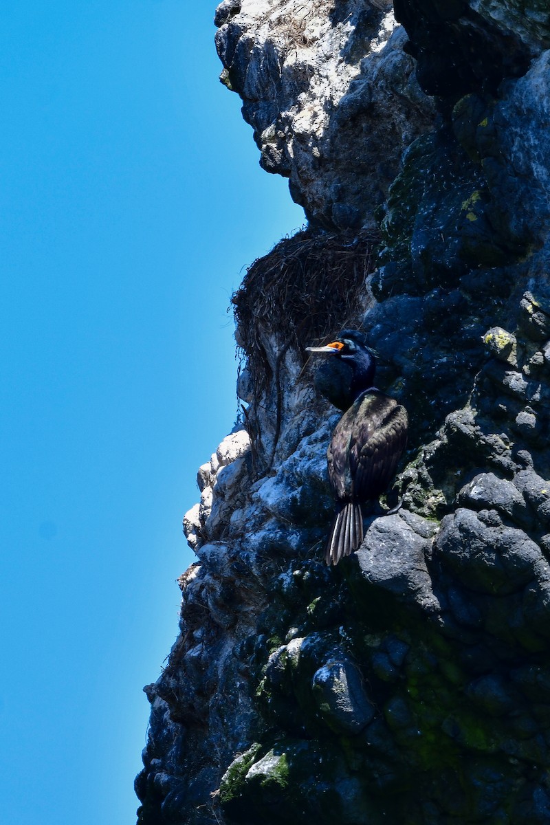 Red-faced Cormorant - ML644880512