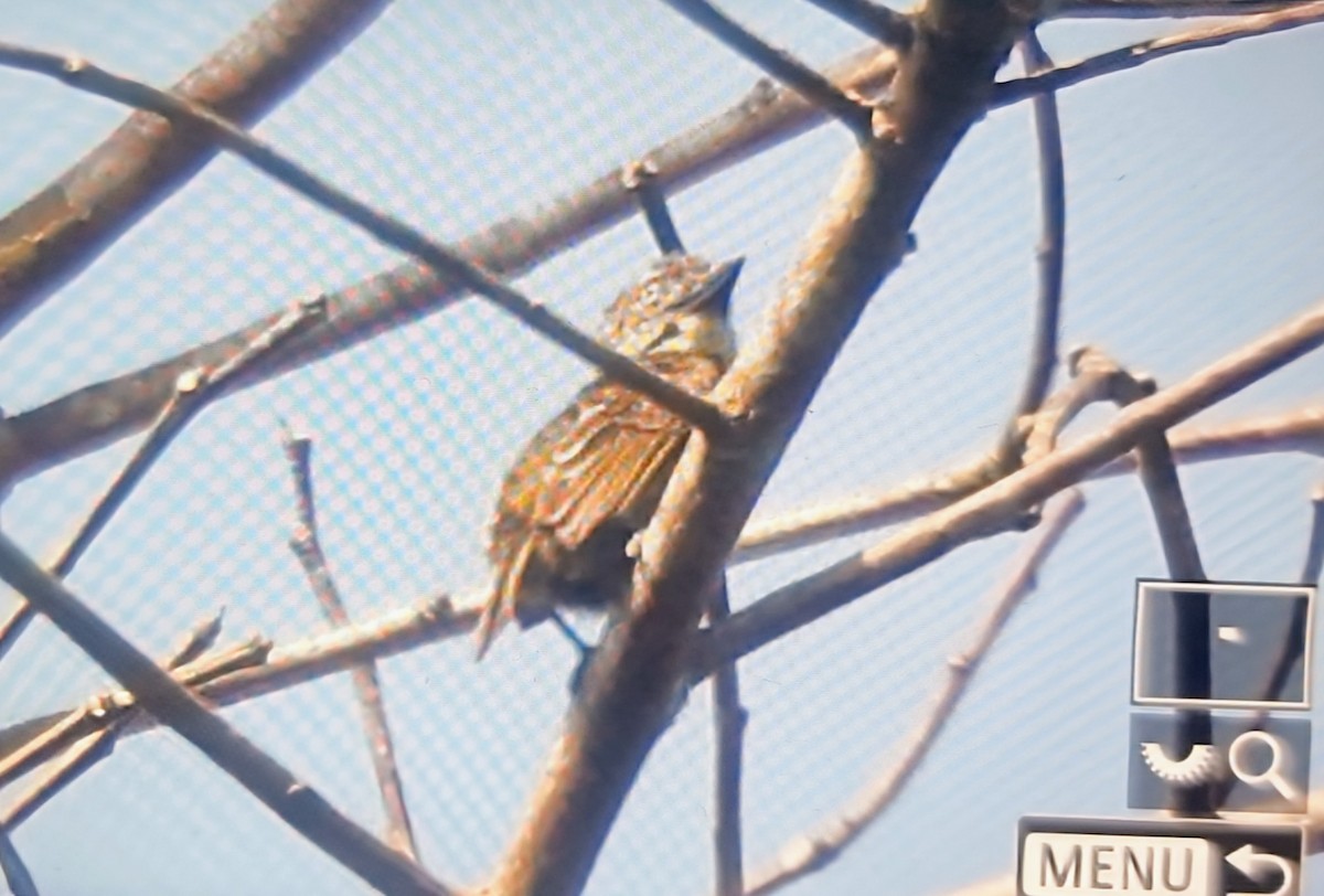 vousáček šupinkový - ML644880513