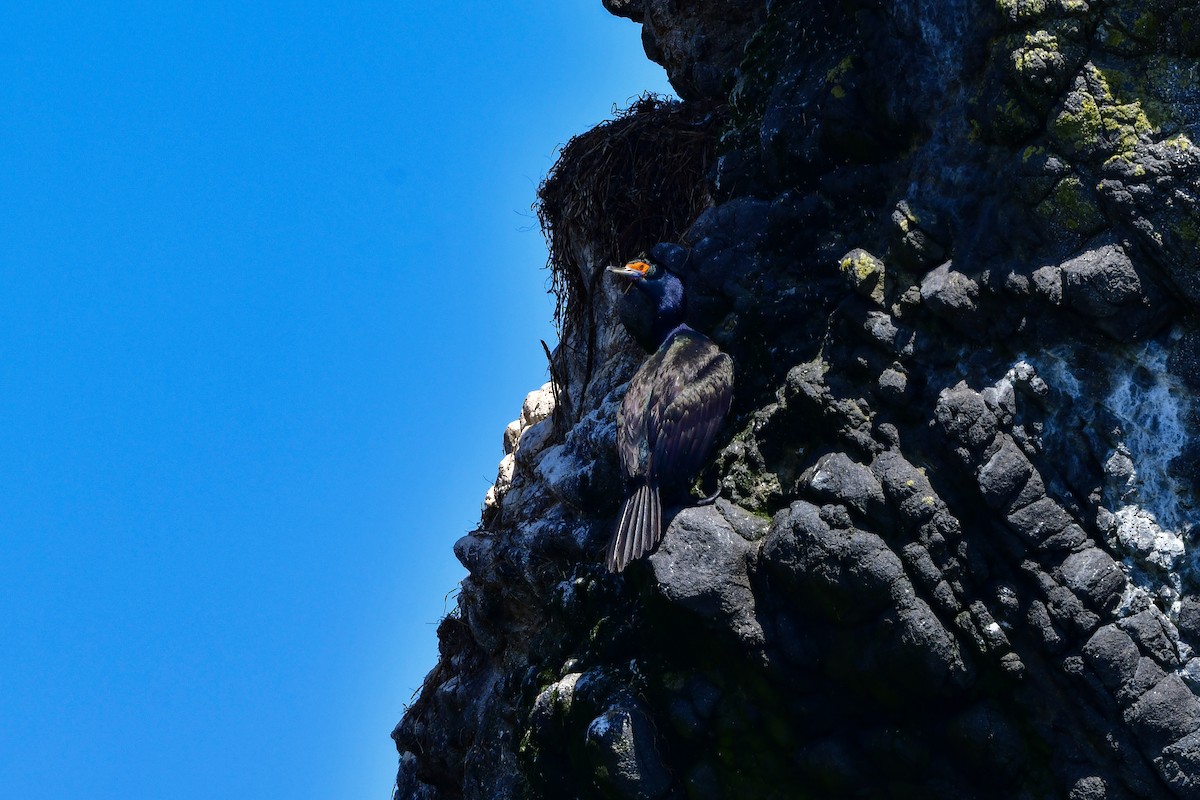 Red-faced Cormorant - ML644880514